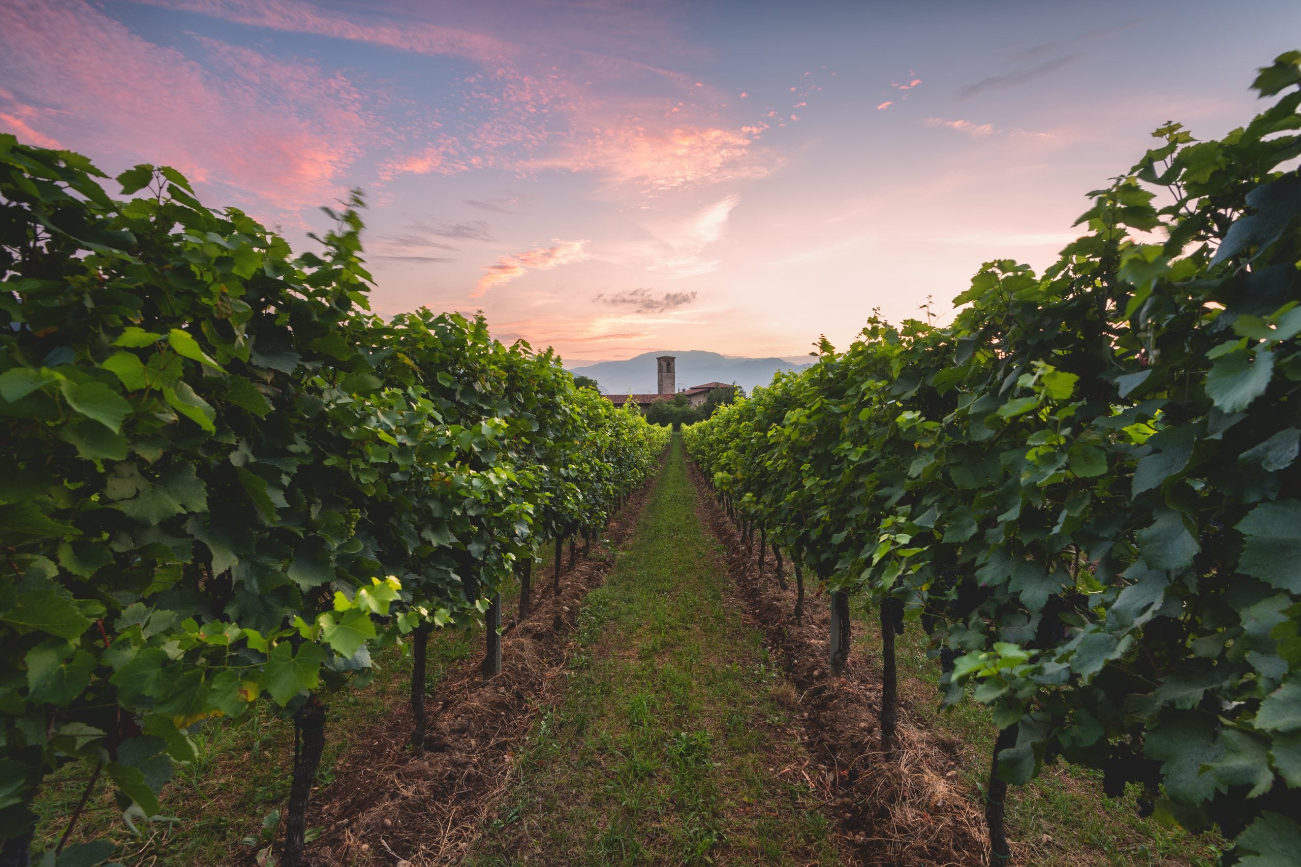 Festival Franciacorta in Cantina: immagine di un vitigno