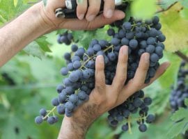 Una fase della vendemmia