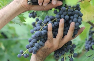 Una fase della vendemmia