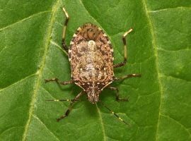 La cimice asiatica