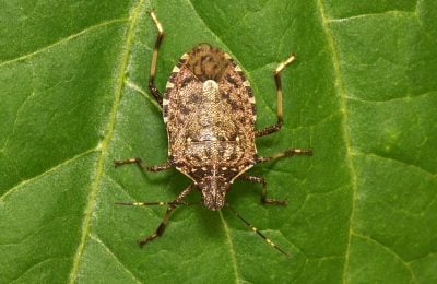 La cimice asiatica