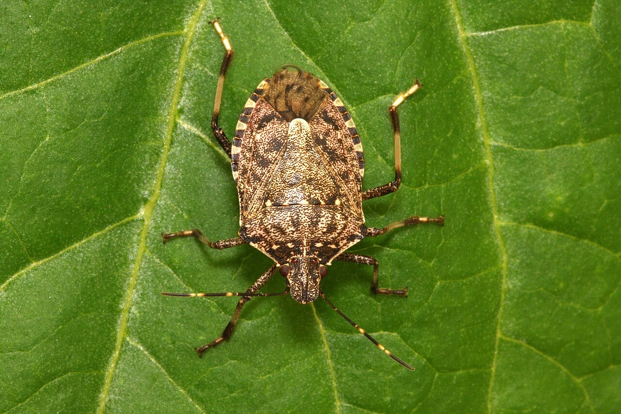 La cimice asiatica