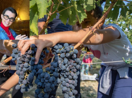 La fase della vendemmia e Violante Gardini Cinelli Colombini nel riquadro