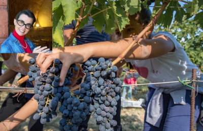 La fase della vendemmia e Violante Gardini Cinelli Colombini nel riquadro