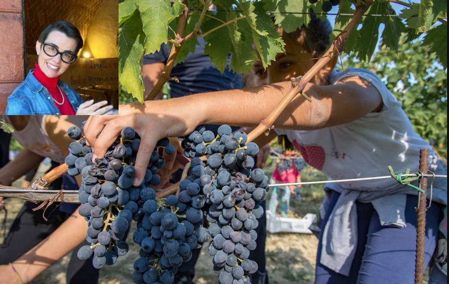 La fase della vendemmia e Violante Gardini Cinelli Colombini nel riquadro