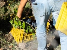 Una fase della vendemmia