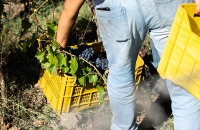 Una fase della vendemmia