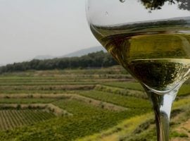 I vigneti di Milo e il vino Etna Bianco Superiore Doc