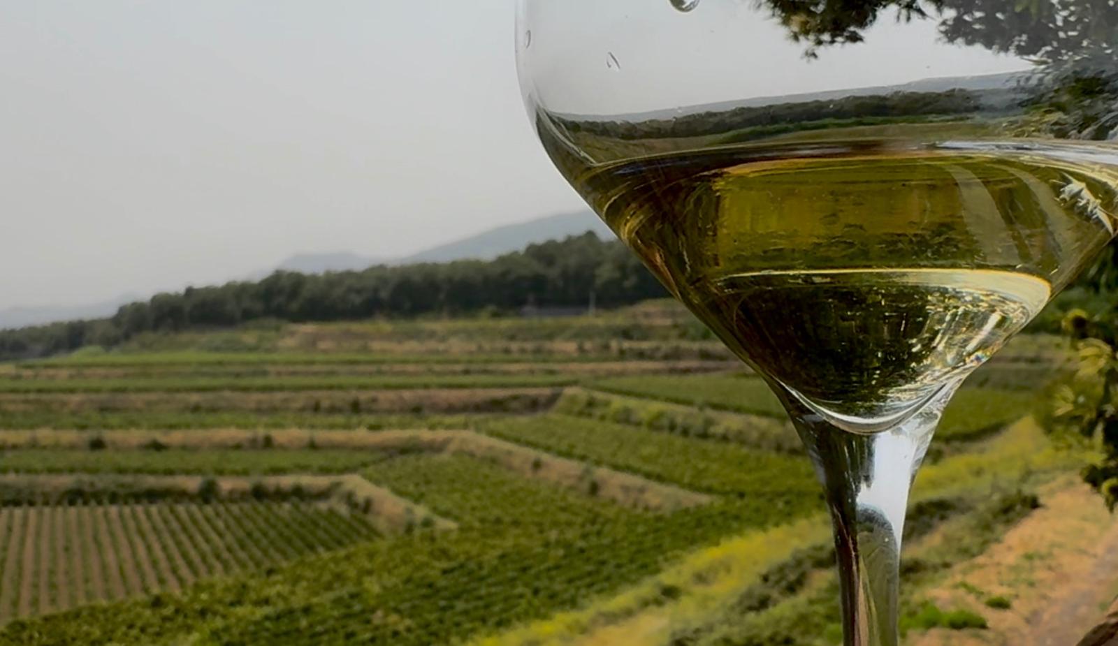 I vigneti di Milo e il vino Etna Bianco Superiore Doc