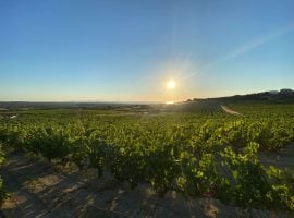 Vigne di Vermentino a Sorso dell’azienda Antichi Vigneti Manca