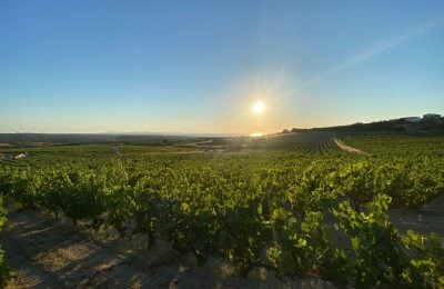 Vigne di Vermentino a Sorso dell’azienda Antichi Vigneti Manca