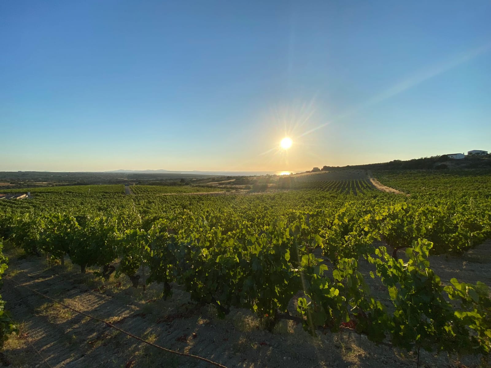 Vigne di Vermentino a Sorso dell’azienda Antichi Vigneti Manca