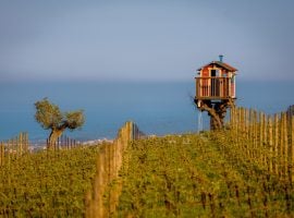 Vigne in Abruzzo – foto Straccini