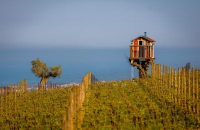 Vigne in Abruzzo – foto Straccini
