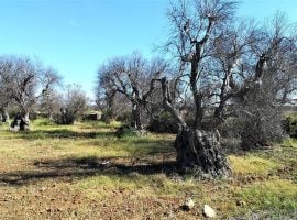 Alberi di ulivo attaccati da Xylella fastidiosa
