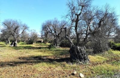 Alberi di ulivo attaccati da Xylella fastidiosa