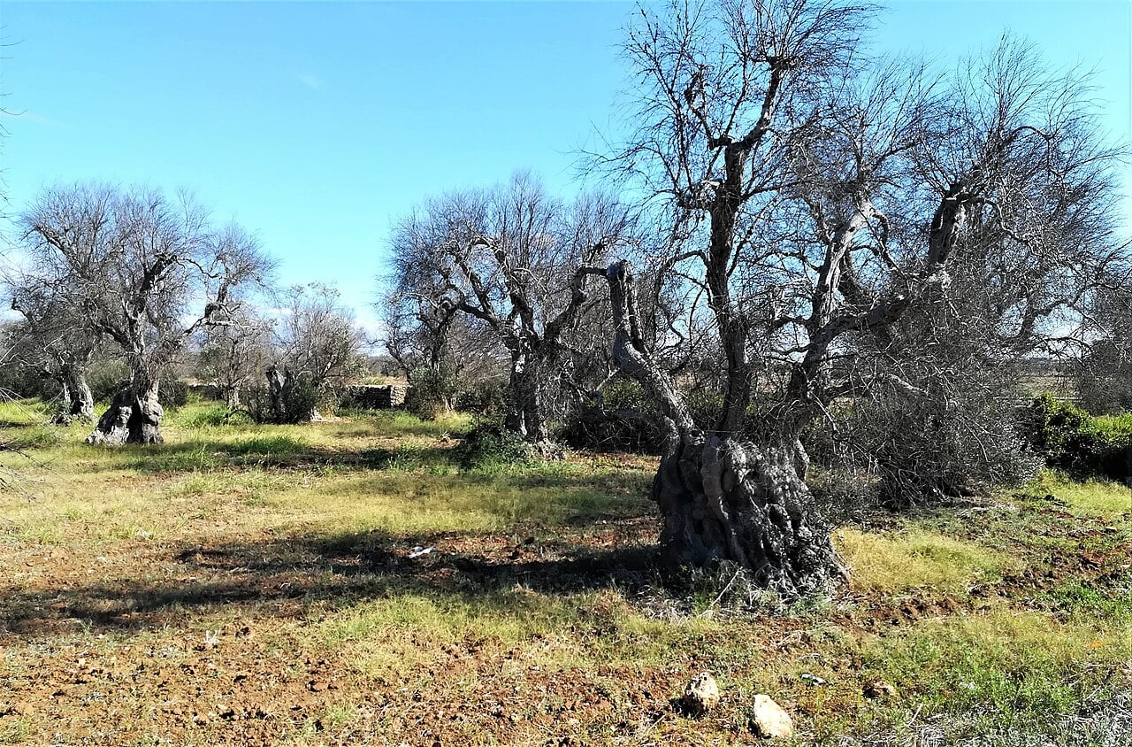 Alberi di ulivo attaccati da Xylella fastidiosa