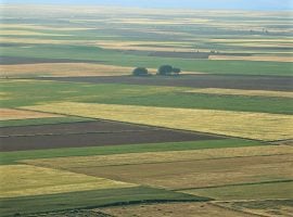 Campo coltivato