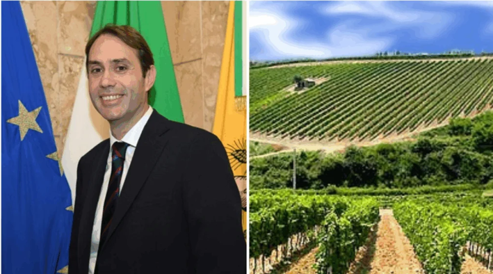 L’assessore Sammartino e un vigneto siciliano