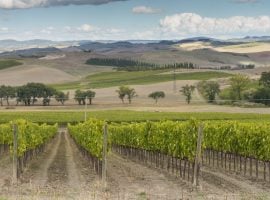 Montalcino, immagine dei vigneti