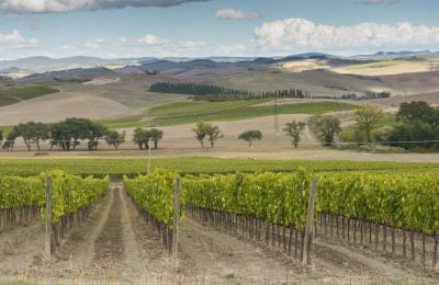 Montalcino, immagine dei vigneti