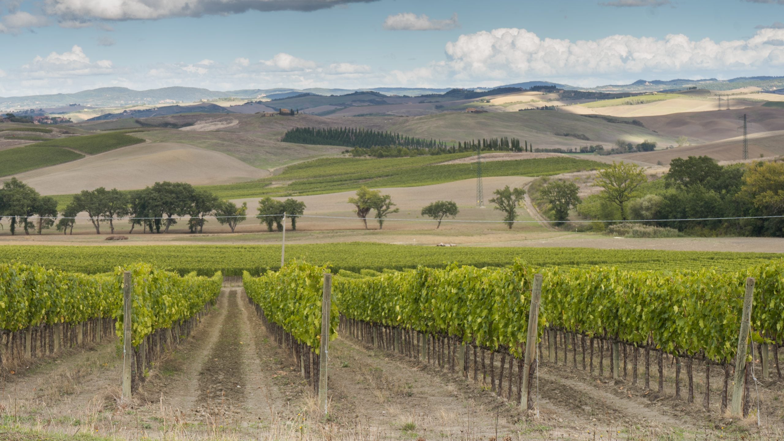 Montalcino, immagine dei vigneti