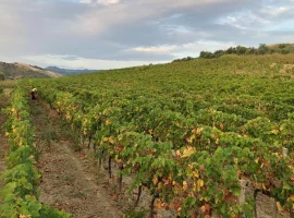 Immagine di un tipico vigneto italiano