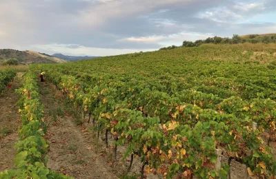 Immagine di un tipico vigneto italiano
