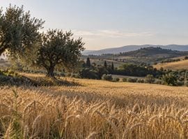 Frumento e ulivi nell’agricoltura italiana