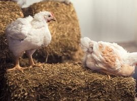 Qualità e benessere animale, Eataly completa il percorso sul pollo