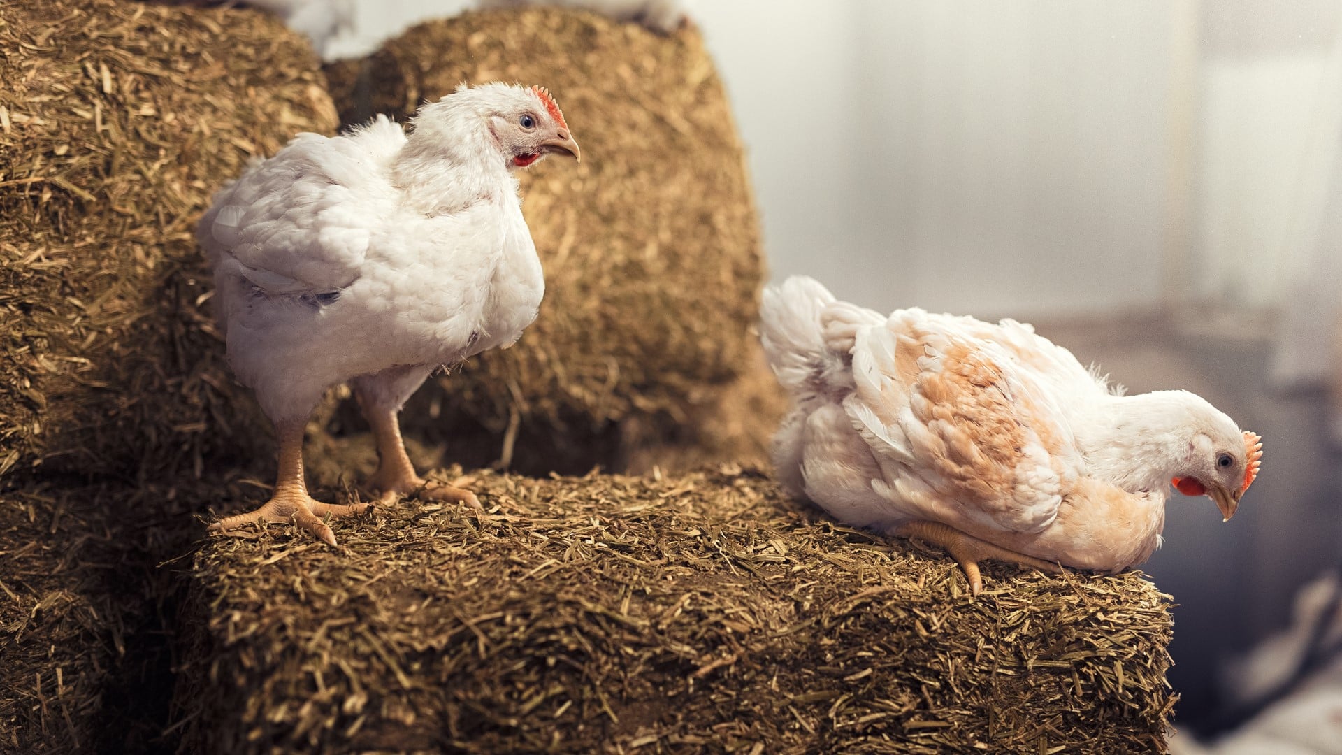 Qualità e benessere animale, Eataly completa il percorso sul pollo