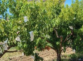 Gli alberi di pesche insacchettate di Leonforte igp