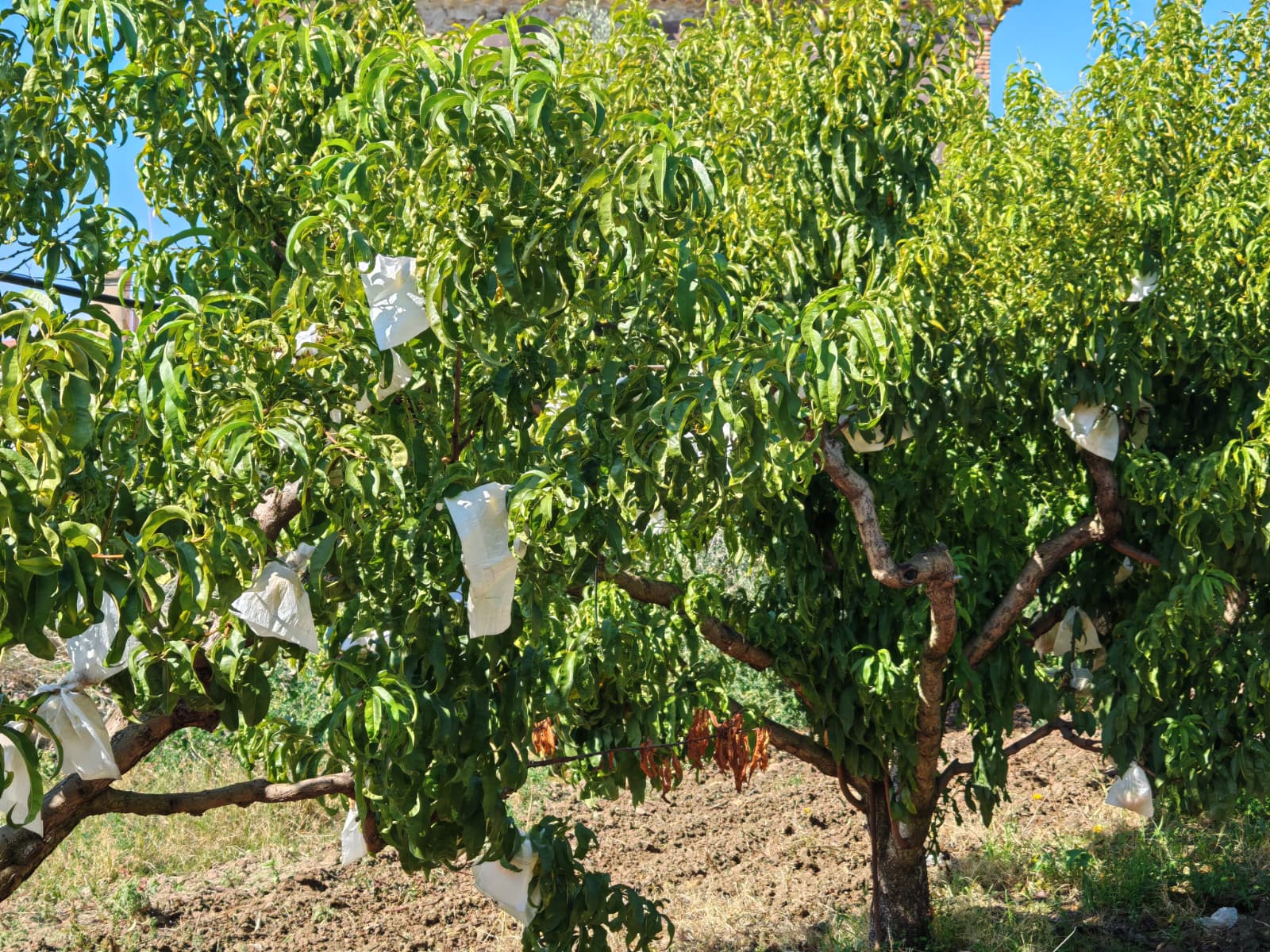 Gli alberi di pesche insacchettate di Leonforte igp