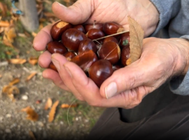 La raccolta delle castagne