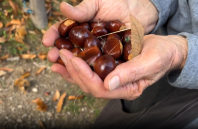 La raccolta delle castagne
