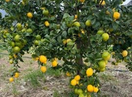 Limone di Bagheria – foto archivio Slow Food