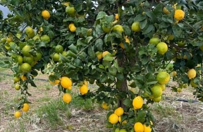 Limone di Bagheria – foto archivio Slow Food