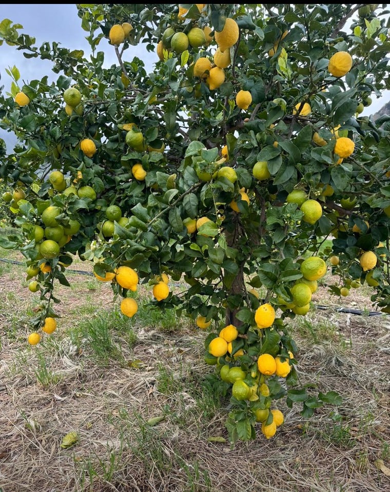 Limone di Bagheria – foto archivio Slow Food