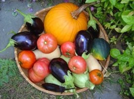 Ortaggi da agricoltura biologica