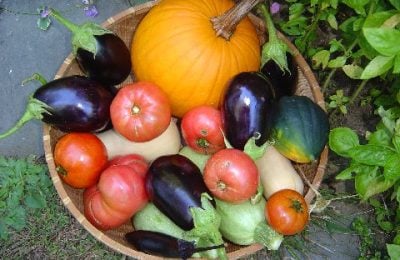 Ortaggi da agricoltura biologica