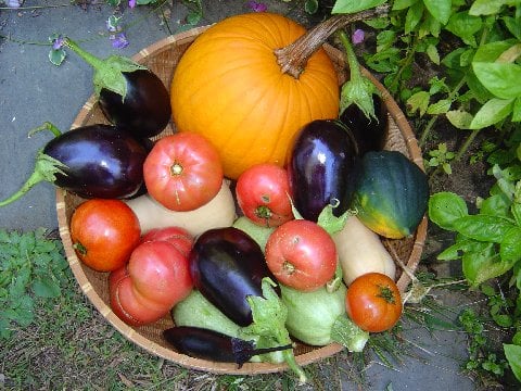 Ortaggi da agricoltura biologica