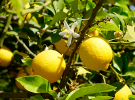 Succo di limone al posto del sale, gli italiani prendono questa abitudine