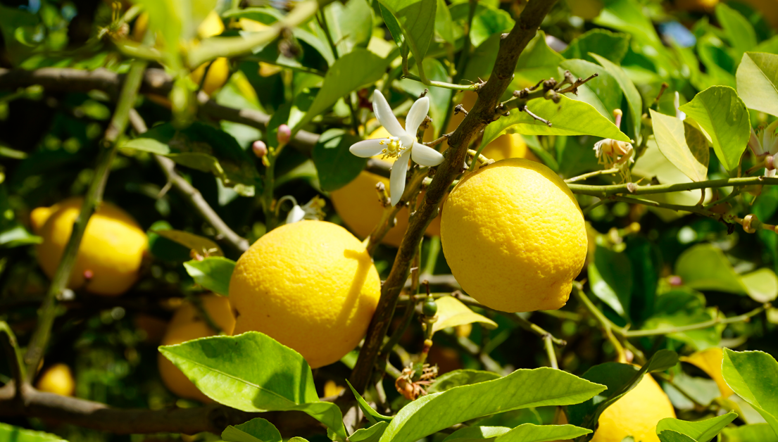 Succo di limone al posto del sale, gli italiani prendono questa abitudine