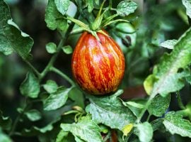 Il pomodoro che matura in autunno: il borsa di montone della Val Bisenzio è Presidio Slow Food