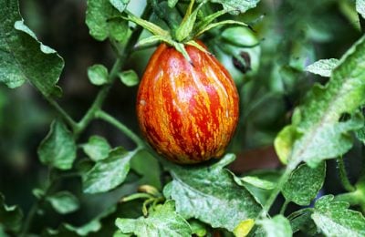 Il pomodoro che matura in autunno: il borsa di montone della Val Bisenzio è Presidio Slow Food