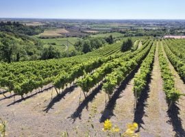 Colli Berici, i vigneti