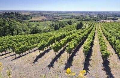 Colli Berici, i vigneti