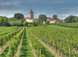 Vigneti a Bordeaux