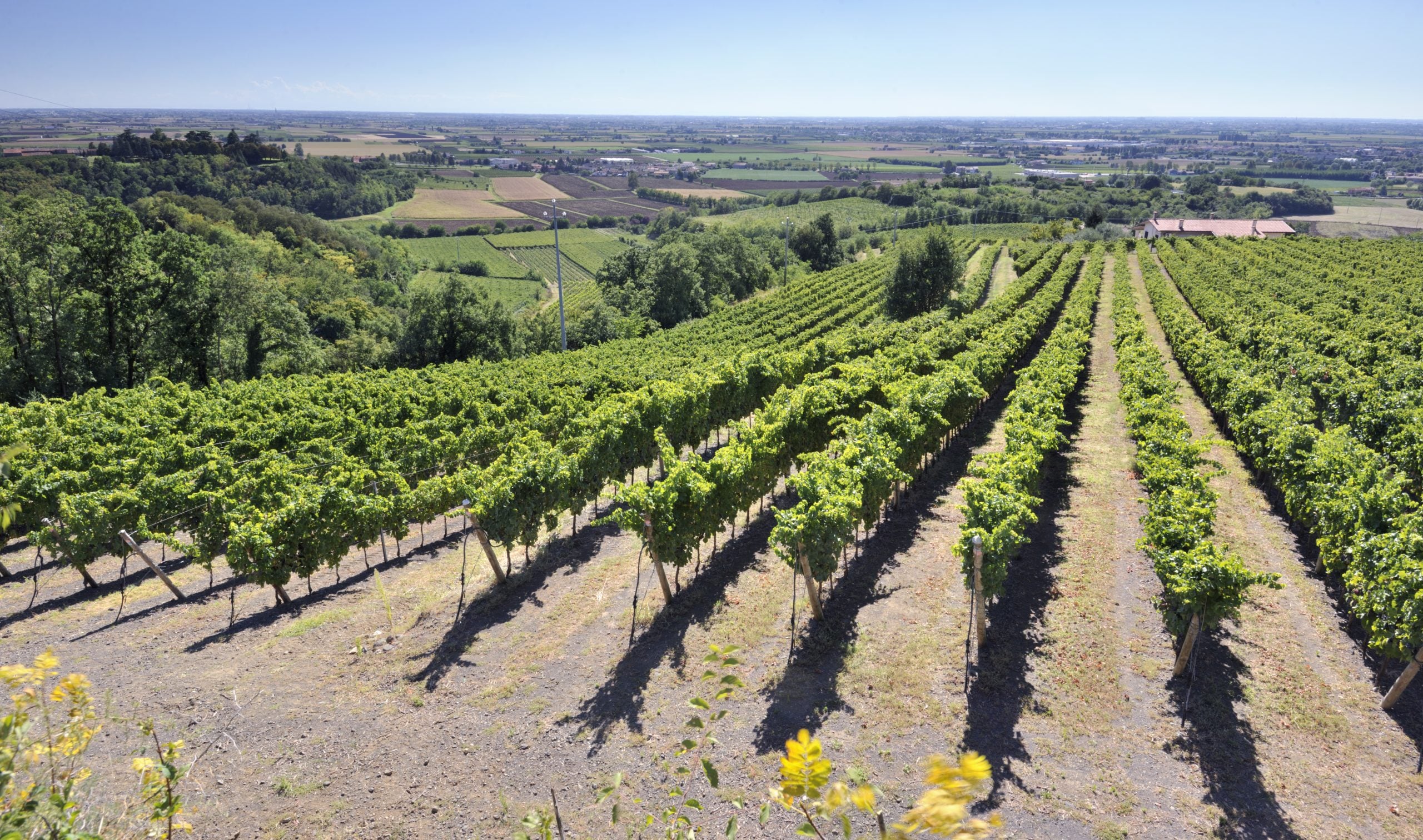 Colli Berici, i vigneti