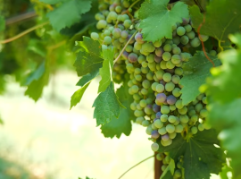 Vitigni resistenti, al via la sesta edizione del concorso vini Piwi